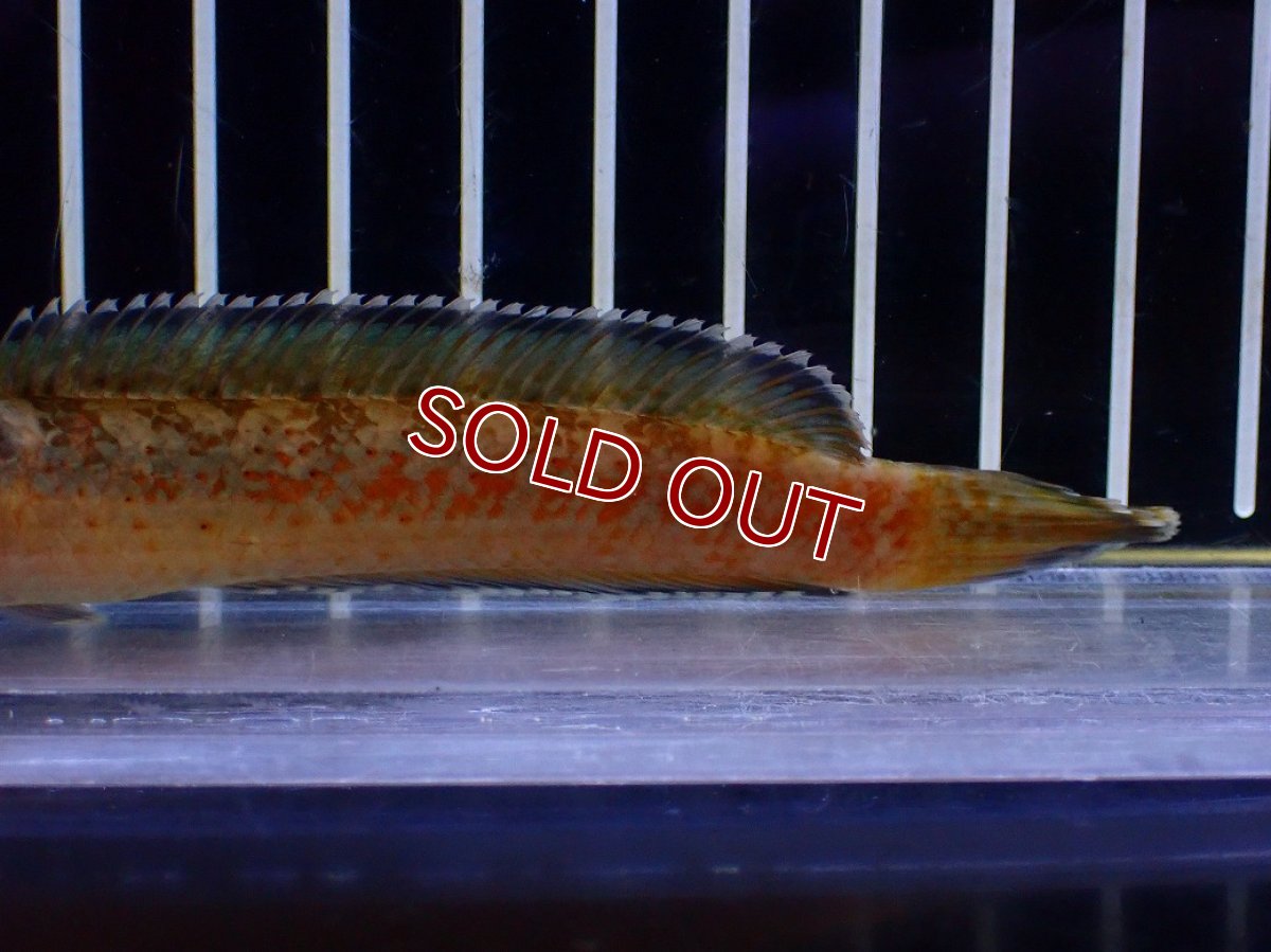 画像6: 【淡水魚】【通販】No4 チャンナ sp ゴールドダスト【個体販売】(±11cm)(大型魚・スネークヘッド)(生体)(熱帯魚)NKO (6)