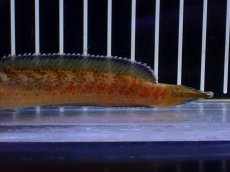 画像6: 【淡水魚】【通販】No4 チャンナ sp ゴールドダスト【個体販売】(±11cm)(大型魚・スネークヘッド)(生体)(熱帯魚)NKO (6)