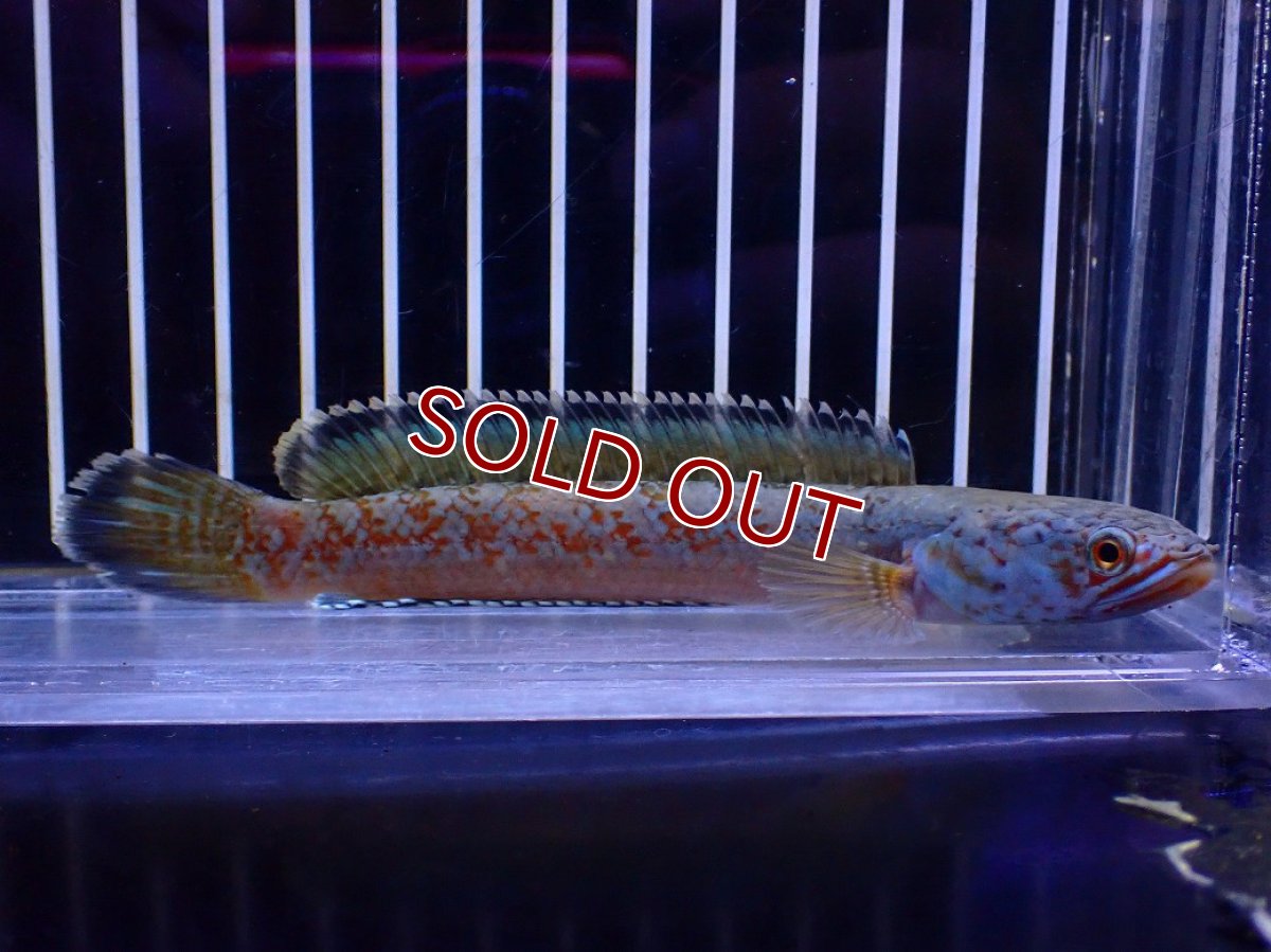 画像1: 【淡水魚】【通販】青強め No5 チャンナ sp ゴールドダスト【個体販売】(±12cm)(大型魚・スネークヘッド)(生体)(熱帯魚)NKO (1)