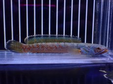 画像1: 【淡水魚】【通販】青強め No5 チャンナ sp ゴールドダスト【個体販売】(±12cm)(大型魚・スネークヘッド)(生体)(熱帯魚)NKO (1)