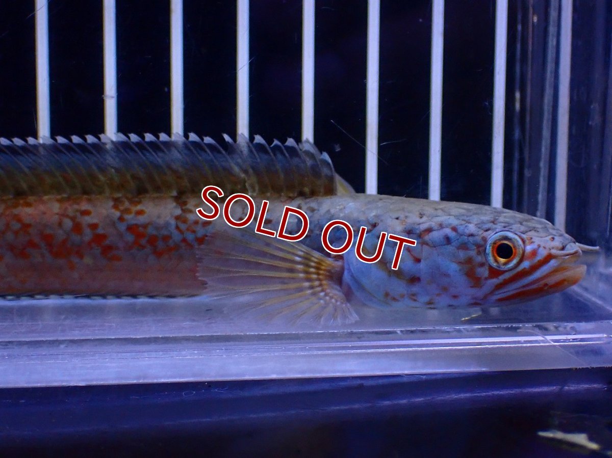 画像2: 【淡水魚】【通販】青強め No5 チャンナ sp ゴールドダスト【個体販売】(±12cm)(大型魚・スネークヘッド)(生体)(熱帯魚)NKO (2)