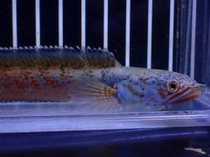画像2: 【淡水魚】【通販】青強め No5 チャンナ sp ゴールドダスト【個体販売】(±12cm)(大型魚・スネークヘッド)(生体)(熱帯魚)NKO (2)