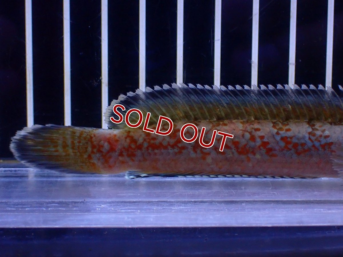 画像3: 【淡水魚】【通販】青強め No5 チャンナ sp ゴールドダスト【個体販売】(±12cm)(大型魚・スネークヘッド)(生体)(熱帯魚)NKO (3)
