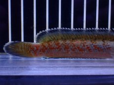 画像3: 【淡水魚】【通販】青強め No5 チャンナ sp ゴールドダスト【個体販売】(±12cm)(大型魚・スネークヘッド)(生体)(熱帯魚)NKO (3)