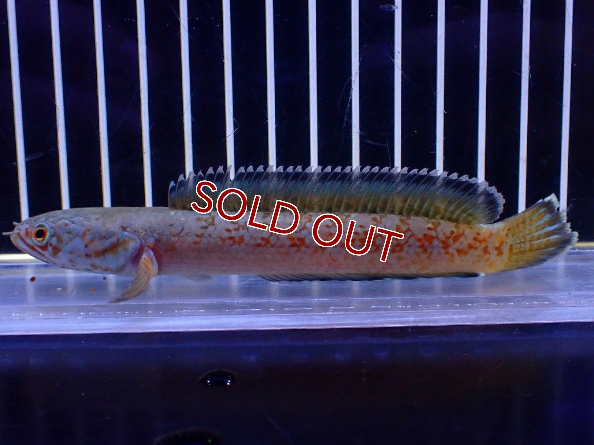 画像4: 【淡水魚】【通販】青強め No5 チャンナ sp ゴールドダスト【個体販売】(±12cm)(大型魚・スネークヘッド)(生体)(熱帯魚)NKO (4)