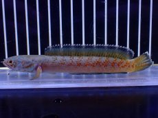 画像4: 【淡水魚】【通販】青強め No5 チャンナ sp ゴールドダスト【個体販売】(±12cm)(大型魚・スネークヘッド)(生体)(熱帯魚)NKO (4)