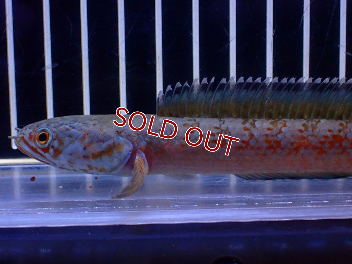画像5: 【淡水魚】【通販】青強め No5 チャンナ sp ゴールドダスト【個体販売】(±12cm)(大型魚・スネークヘッド)(生体)(熱帯魚)NKO (5)