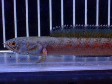 画像5: 【淡水魚】【通販】青強め No5 チャンナ sp ゴールドダスト【個体販売】(±12cm)(大型魚・スネークヘッド)(生体)(熱帯魚)NKO (5)