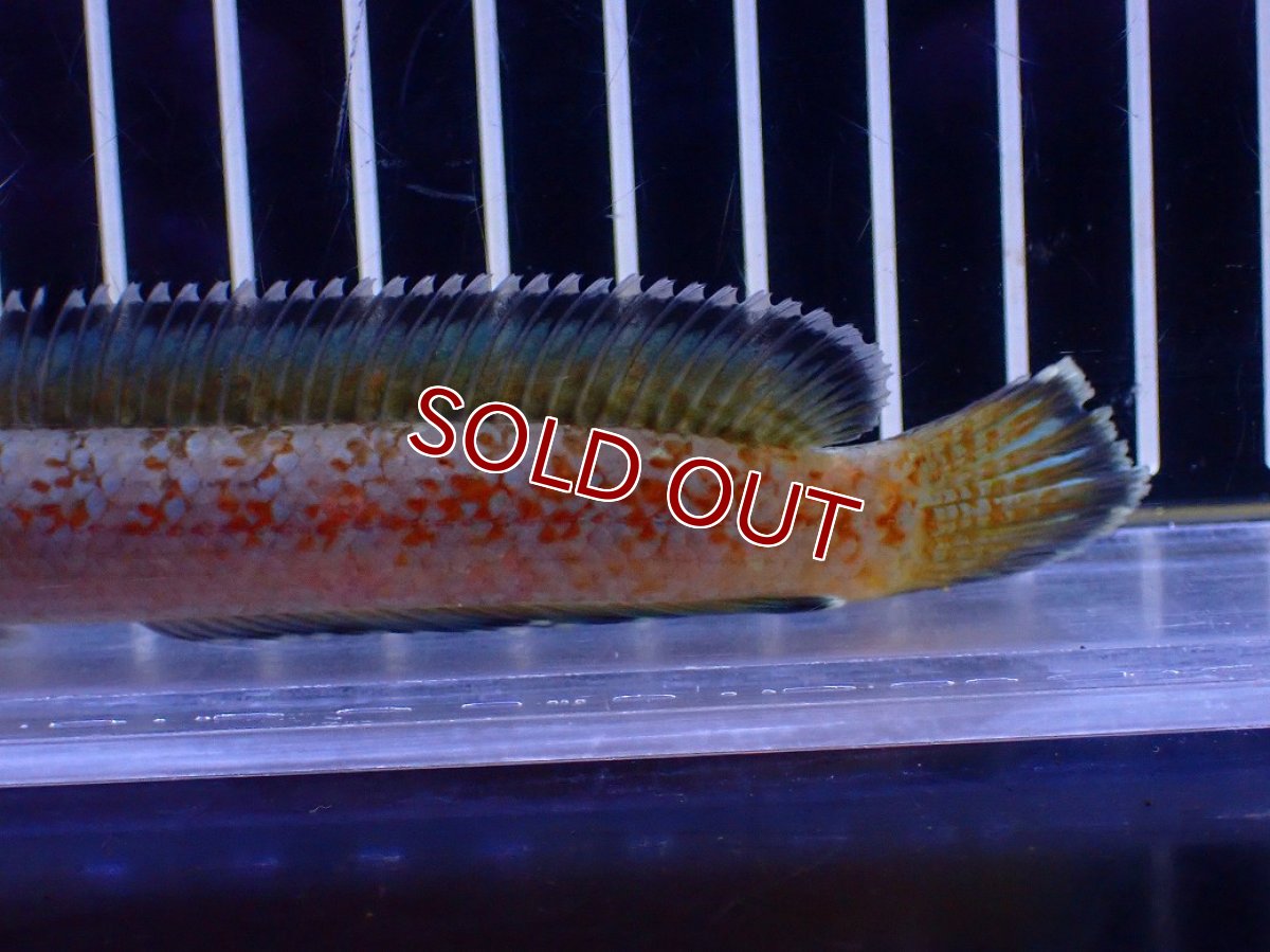 画像6: 【淡水魚】【通販】青強め No5 チャンナ sp ゴールドダスト【個体販売】(±12cm)(大型魚・スネークヘッド)(生体)(熱帯魚)NKO (6)