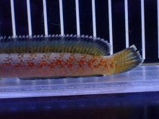 画像6: 【淡水魚】【通販】青強め No5 チャンナ sp ゴールドダスト【個体販売】(±12cm)(大型魚・スネークヘッド)(生体)(熱帯魚)NKO (6)