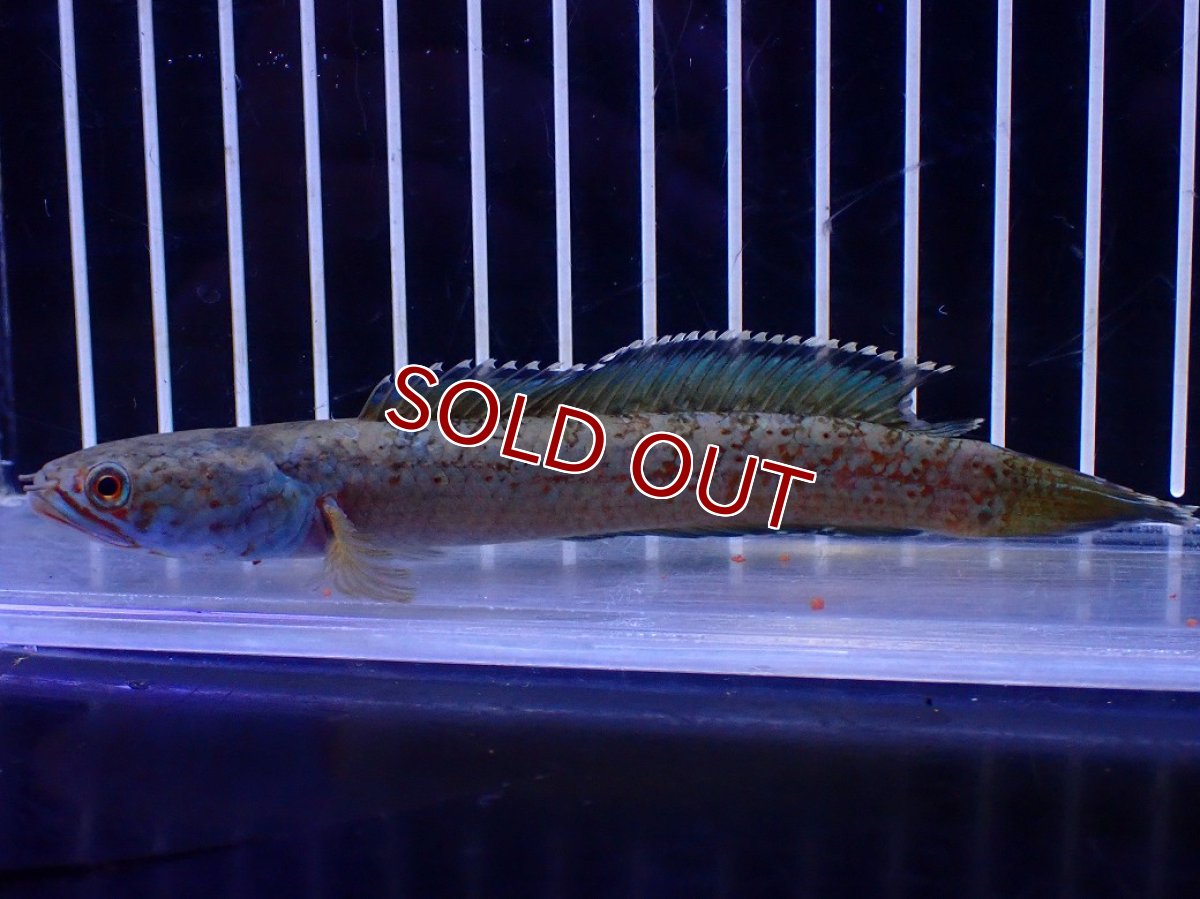 画像1: 【淡水魚】【通販】No6 チャンナ sp ゴールドダスト【個体販売】(±12cm)(大型魚・スネークヘッド)(生体)(熱帯魚)NKO (1)