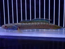 画像1: 【淡水魚】【通販】No6 チャンナ sp ゴールドダスト【個体販売】(±12cm)(大型魚・スネークヘッド)(生体)(熱帯魚)NKO (1)