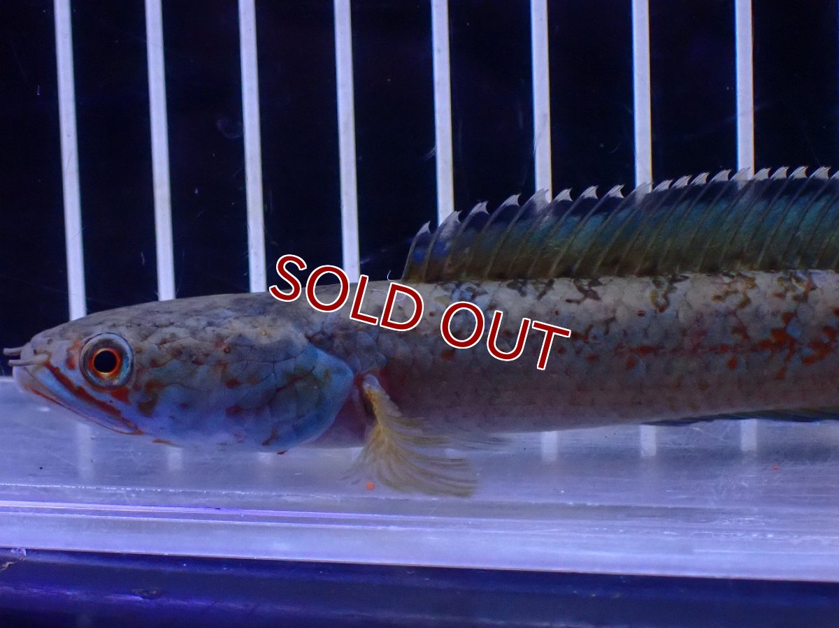 画像2: 【淡水魚】【通販】No6 チャンナ sp ゴールドダスト【個体販売】(±12cm)(大型魚・スネークヘッド)(生体)(熱帯魚)NKO (2)