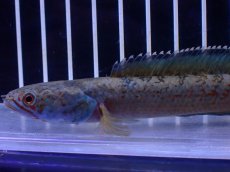 画像2: 【淡水魚】【通販】No6 チャンナ sp ゴールドダスト【個体販売】(±12cm)(大型魚・スネークヘッド)(生体)(熱帯魚)NKO (2)
