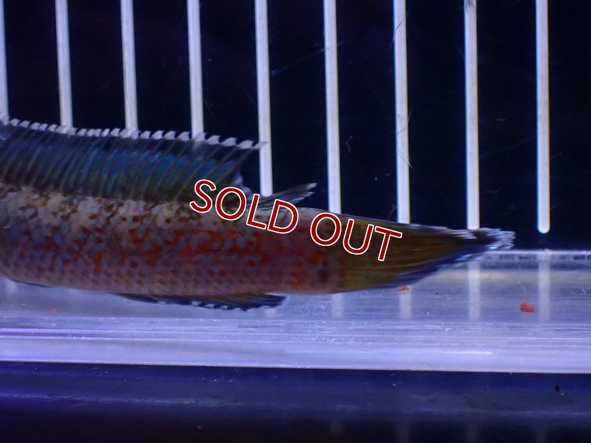 画像3: 【淡水魚】【通販】No6 チャンナ sp ゴールドダスト【個体販売】(±12cm)(大型魚・スネークヘッド)(生体)(熱帯魚)NKO (3)