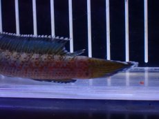 画像3: 【淡水魚】【通販】No6 チャンナ sp ゴールドダスト【個体販売】(±12cm)(大型魚・スネークヘッド)(生体)(熱帯魚)NKO (3)