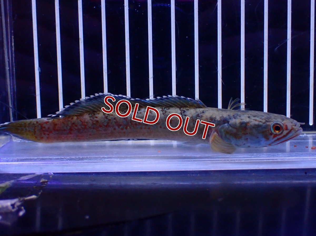 画像4: 【淡水魚】【通販】No6 チャンナ sp ゴールドダスト【個体販売】(±12cm)(大型魚・スネークヘッド)(生体)(熱帯魚)NKO (4)
