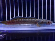 画像4: 【淡水魚】【通販】No6 チャンナ sp ゴールドダスト【個体販売】(±12cm)(大型魚・スネークヘッド)(生体)(熱帯魚)NKO (4)