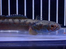 画像5: 【淡水魚】【通販】No6 チャンナ sp ゴールドダスト【個体販売】(±12cm)(大型魚・スネークヘッド)(生体)(熱帯魚)NKO (5)