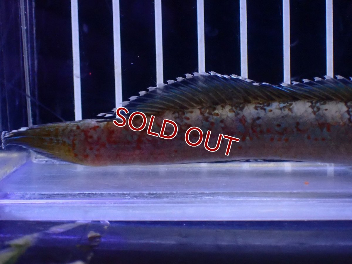 画像6: 【淡水魚】【通販】No6 チャンナ sp ゴールドダスト【個体販売】(±12cm)(大型魚・スネークヘッド)(生体)(熱帯魚)NKO (6)