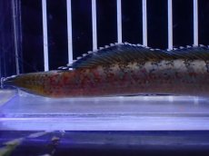 画像6: 【淡水魚】【通販】No6 チャンナ sp ゴールドダスト【個体販売】(±12cm)(大型魚・スネークヘッド)(生体)(熱帯魚)NKO (6)
