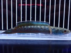 画像1: 【淡水魚】【通販】極青 No1 チャンナ sp ゴールドダスト【個体販売】(±13cm)(大型魚・スネークヘッド)(生体)(熱帯魚)NKO (1)