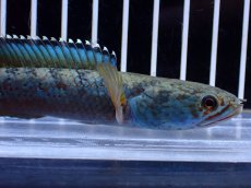 画像2: 【淡水魚】【通販】極青 No1 チャンナ sp ゴールドダスト【個体販売】(±13cm)(大型魚・スネークヘッド)(生体)(熱帯魚)NKO (2)