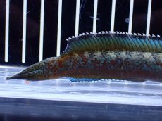 画像3: 【淡水魚】【通販】極青 No1 チャンナ sp ゴールドダスト【個体販売】(±13cm)(大型魚・スネークヘッド)(生体)(熱帯魚)NKO (3)