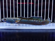 画像4: 【淡水魚】【通販】極青 No1 チャンナ sp ゴールドダスト【個体販売】(±13cm)(大型魚・スネークヘッド)(生体)(熱帯魚)NKO (4)