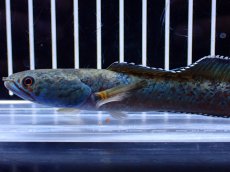 画像5: 【淡水魚】【通販】極青 No1 チャンナ sp ゴールドダスト【個体販売】(±13cm)(大型魚・スネークヘッド)(生体)(熱帯魚)NKO (5)