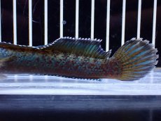 画像6: 【淡水魚】【通販】極青 No1 チャンナ sp ゴールドダスト【個体販売】(±13cm)(大型魚・スネークヘッド)(生体)(熱帯魚)NKO (6)