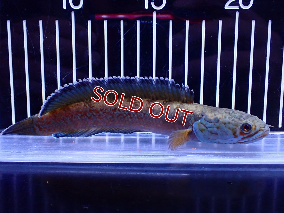 画像1: 【淡水魚】【通販】青強め No2 チャンナ sp ゴールドダスト【個体販売】(±16cm)(大型魚・スネークヘッド)(生体)(熱帯魚)NKO (1)
