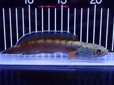 画像1: 【淡水魚】【通販】青強め No2 チャンナ sp ゴールドダスト【個体販売】(±16cm)(大型魚・スネークヘッド)(生体)(熱帯魚)NKO (1)