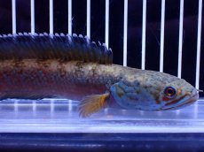 画像2: 【淡水魚】【通販】青強め No2 チャンナ sp ゴールドダスト【個体販売】(±16cm)(大型魚・スネークヘッド)(生体)(熱帯魚)NKO (2)