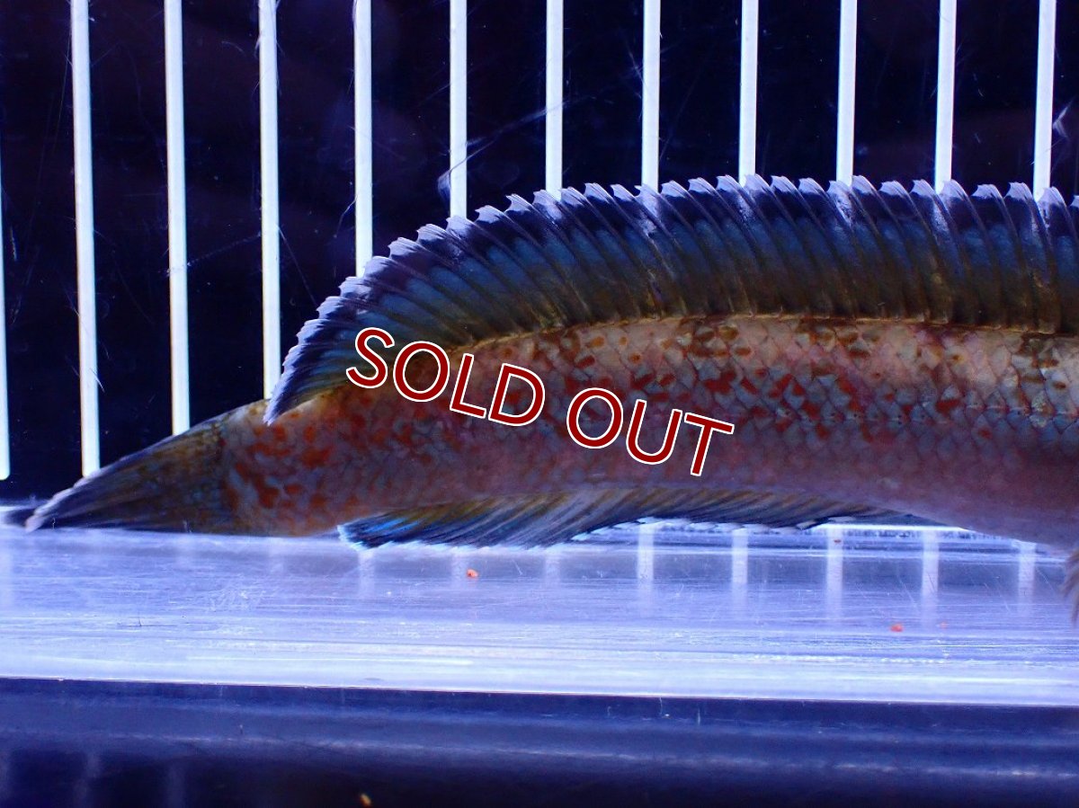 画像3: 【淡水魚】【通販】青強め No2 チャンナ sp ゴールドダスト【個体販売】(±16cm)(大型魚・スネークヘッド)(生体)(熱帯魚)NKO (3)