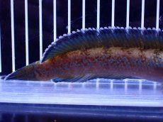 画像3: 【淡水魚】【通販】青強め No2 チャンナ sp ゴールドダスト【個体販売】(±16cm)(大型魚・スネークヘッド)(生体)(熱帯魚)NKO (3)