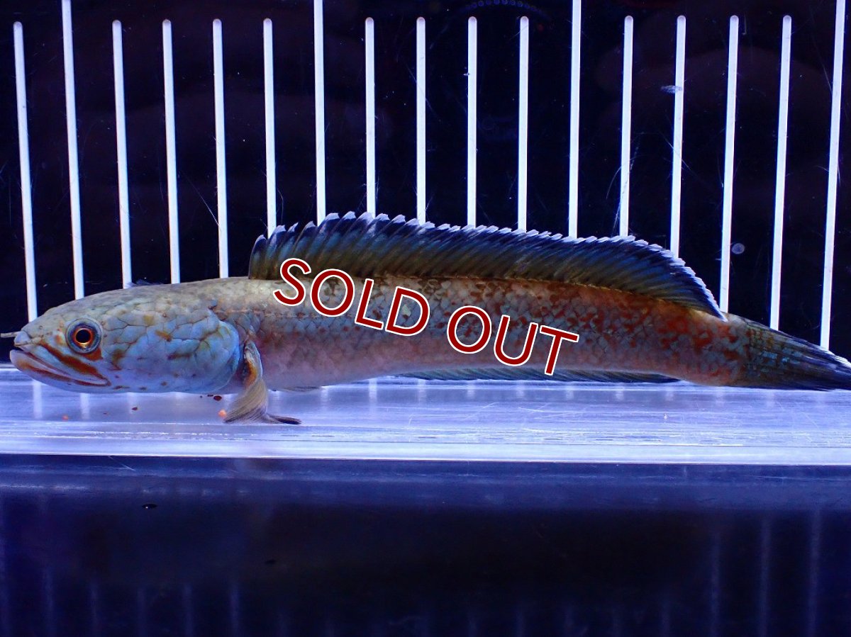 画像4: 【淡水魚】【通販】青強め No2 チャンナ sp ゴールドダスト【個体販売】(±16cm)(大型魚・スネークヘッド)(生体)(熱帯魚)NKO (4)