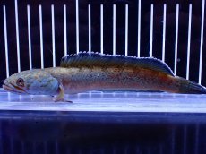 画像4: 【淡水魚】【通販】青強め No2 チャンナ sp ゴールドダスト【個体販売】(±16cm)(大型魚・スネークヘッド)(生体)(熱帯魚)NKO (4)