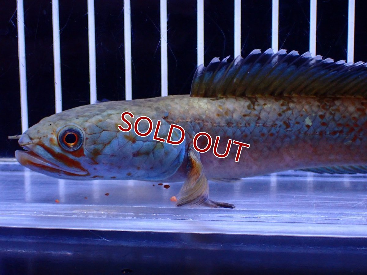 画像5: 【淡水魚】【通販】青強め No2 チャンナ sp ゴールドダスト【個体販売】(±16cm)(大型魚・スネークヘッド)(生体)(熱帯魚)NKO (5)