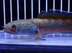 画像5: 【淡水魚】【通販】青強め No2 チャンナ sp ゴールドダスト【個体販売】(±16cm)(大型魚・スネークヘッド)(生体)(熱帯魚)NKO (5)