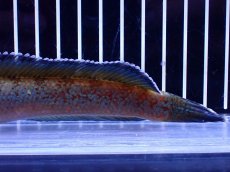 画像6: 【淡水魚】【通販】青強め No2 チャンナ sp ゴールドダスト【個体販売】(±16cm)(大型魚・スネークヘッド)(生体)(熱帯魚)NKO (6)