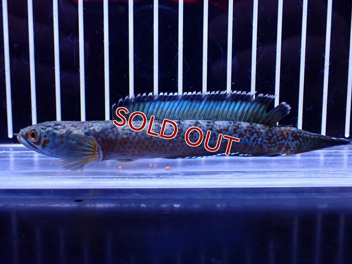 画像1: 【淡水魚】【通販】極青 No3 チャンナ sp ゴールドダスト【個体販売】(±12cm)(大型魚・スネークヘッド)(生体)(熱帯魚)NKO (1)