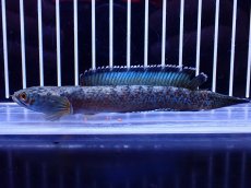 画像1: 【淡水魚】【通販】極青 No3 チャンナ sp ゴールドダスト【個体販売】(±12cm)(大型魚・スネークヘッド)(生体)(熱帯魚)NKO (1)