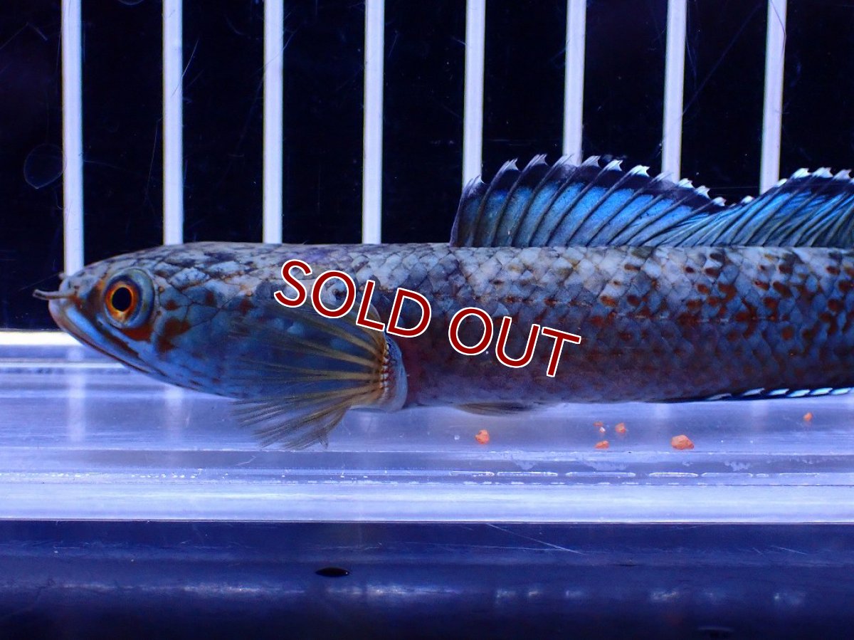 画像2: 【淡水魚】【通販】極青 No3 チャンナ sp ゴールドダスト【個体販売】(±12cm)(大型魚・スネークヘッド)(生体)(熱帯魚)NKO (2)