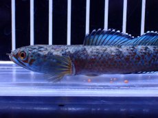 画像2: 【淡水魚】【通販】極青 No3 チャンナ sp ゴールドダスト【個体販売】(±12cm)(大型魚・スネークヘッド)(生体)(熱帯魚)NKO (2)