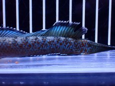 画像3: 【淡水魚】【通販】極青 No3 チャンナ sp ゴールドダスト【個体販売】(±12cm)(大型魚・スネークヘッド)(生体)(熱帯魚)NKO (3)