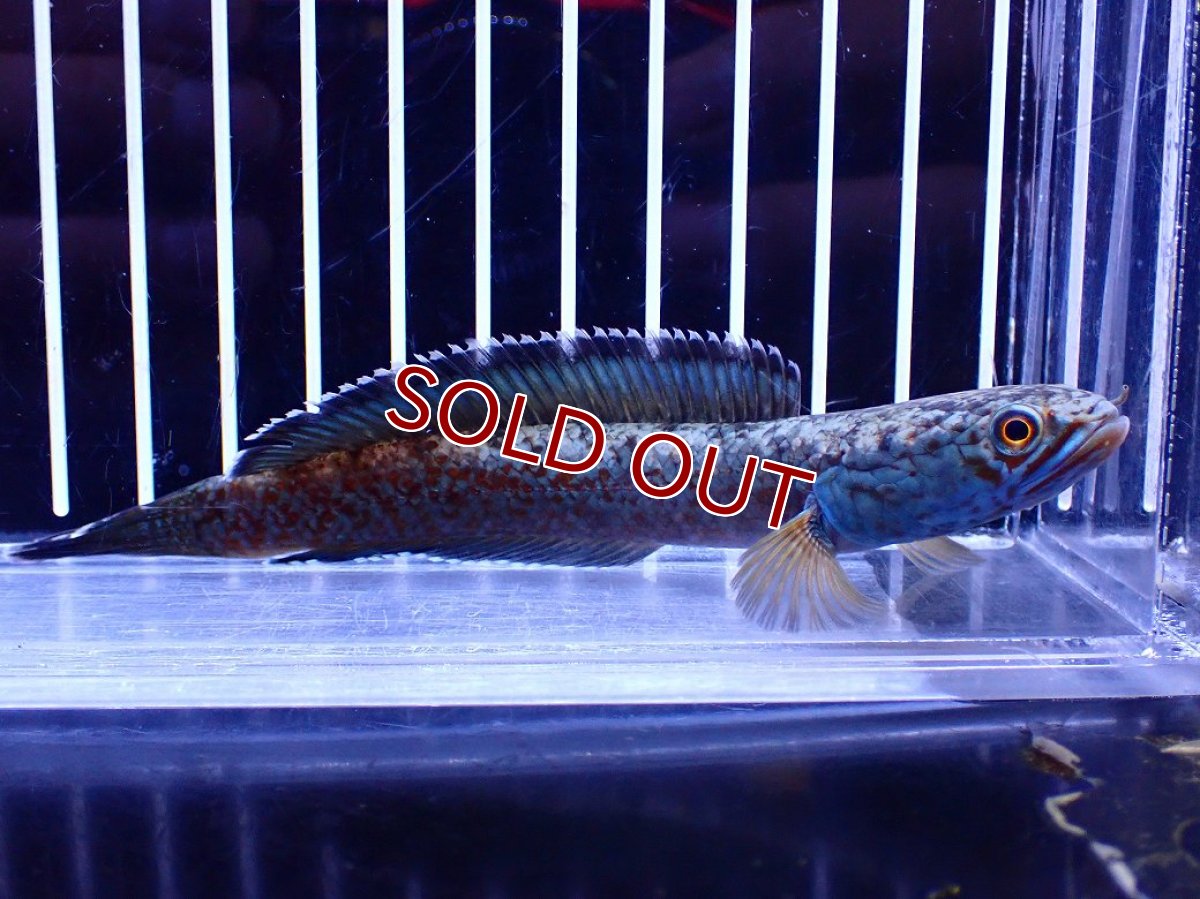 画像4: 【淡水魚】【通販】極青 No3 チャンナ sp ゴールドダスト【個体販売】(±12cm)(大型魚・スネークヘッド)(生体)(熱帯魚)NKO (4)