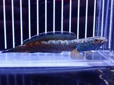 画像4: 【淡水魚】【通販】極青 No3 チャンナ sp ゴールドダスト【個体販売】(±12cm)(大型魚・スネークヘッド)(生体)(熱帯魚)NKO (4)