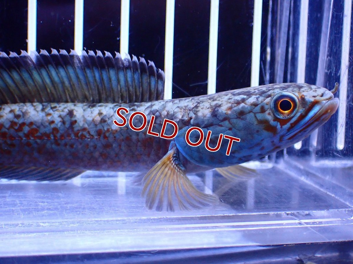 画像5: 【淡水魚】【通販】極青 No3 チャンナ sp ゴールドダスト【個体販売】(±12cm)(大型魚・スネークヘッド)(生体)(熱帯魚)NKO (5)