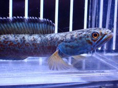画像5: 【淡水魚】【通販】極青 No3 チャンナ sp ゴールドダスト【個体販売】(±12cm)(大型魚・スネークヘッド)(生体)(熱帯魚)NKO (5)